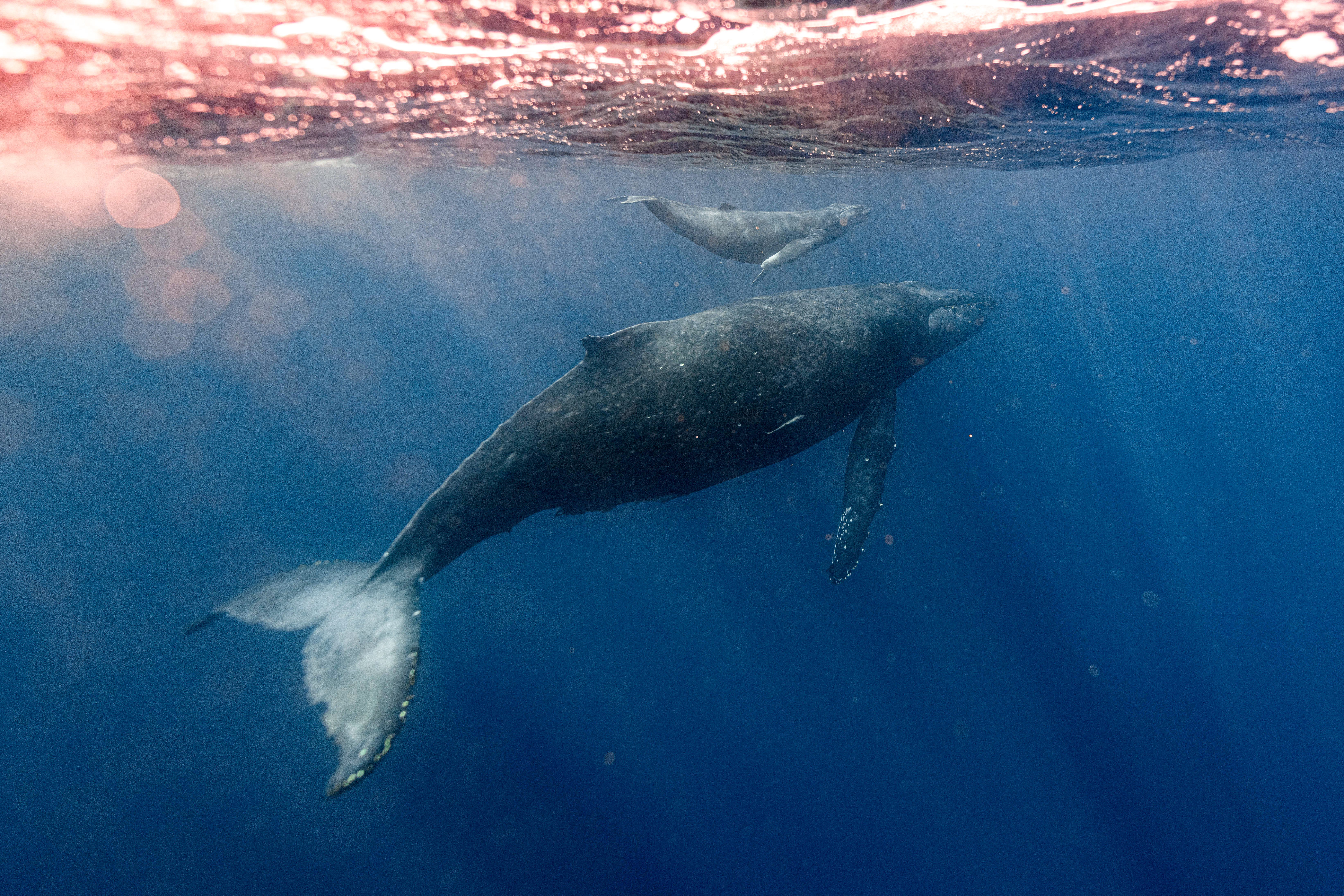 Iceland travel guide - Whales